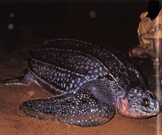 Tortue luth